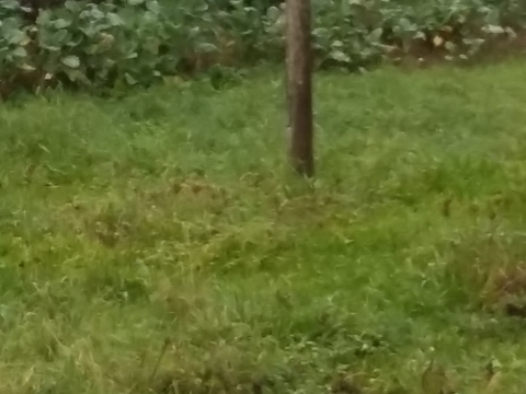 Preparação do terreno para a horta biológica.